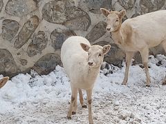 -石家庄市动物园