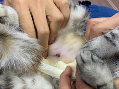 -联合动物医院(光谷诊疗中心)