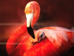 -罗红摄影艺术馆