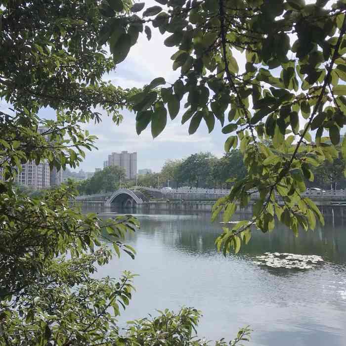 南湖公园-"7415惠东-南湖公园|这里有一片松树林,阴.