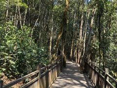 -普洱太阳河森林公园