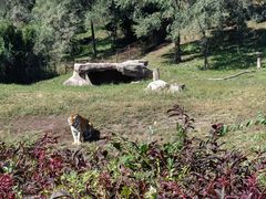 -沈阳森林动物园