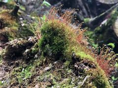 -铁山坪森林公园