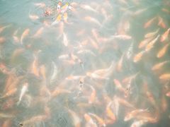 -昆山城市生态森林公园