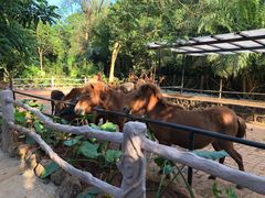 -海南热带野生动植物园