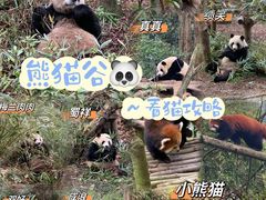 -熊猫谷