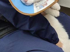 -利又安动物医院··老年病·猫科犬科·中兽医