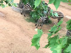 -西霞口神雕山野生动物世界