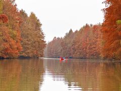 -上海海湾国家森林公园