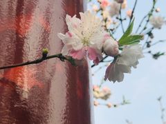 -南汇桃花村