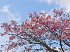 -东莞植物园