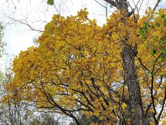 -五营红松林海景区