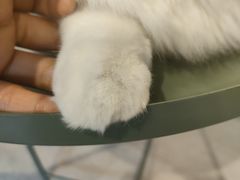 -猫儿山۰猫主题餐厅