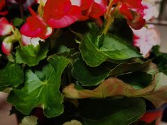 -花鸟鱼虫鲜花绿植市场(玉泉路店)