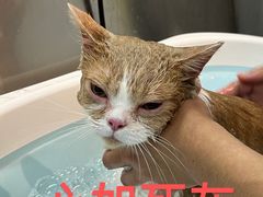 -PETKIT小佩宠物·低压洗护(国顺东路店)