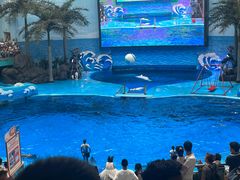 -海合安成都极地海洋公园