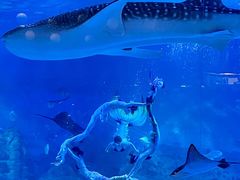 -烟台海昌鲸鲨海洋公园