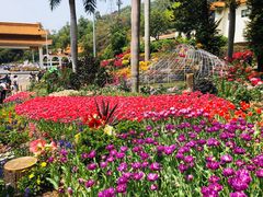 -深圳仙湖植物园