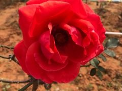 -松山湖梦幻百花洲