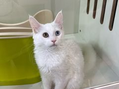 -青奢宠物·青奢猫舍