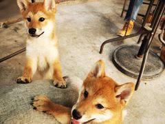 -柴犬高等学院·狗咖·柴犬售卖·宠物训练