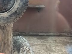-青藏高原野生动物园