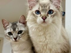 -有喵·猫咖·狗咖·40+猫狗有小奶狗(岗厦店)