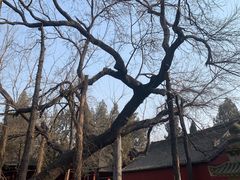 -洛阳白马寺