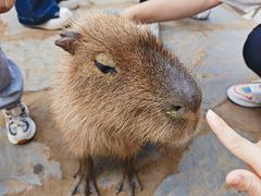 -南戴河国际娱乐中心