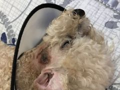 -瑞派福兴宠物医院犬猫全科·骨科·中西医结合(河东店)