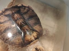 -灵龟之家百象馆(百象馆联合旗舰店)