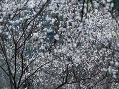 -杭州植物园