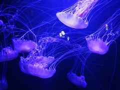 -青岛海底世界-水族馆