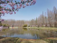 -黄海国家森林公园