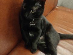 -喵园·猫主题咖啡厅·撸猫·猫咖(国贸店)