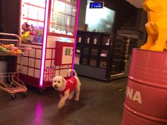 -百好乐宠物友好餐厅(朝外大街店)