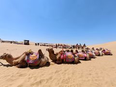 -银肯塔拉沙漠生态旅游景区