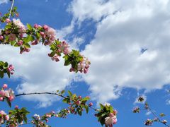 -比格比萨自助(新辰里学清路店)