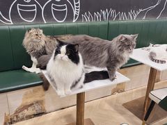 -安格丽娜·狗咖·猫咖羊驼咖(春熙路百盛商场店)