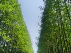 -日照海滨国家森林公园