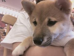 -豆柴町-柴犬主题狗咖(红鼎国际C座店)