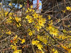 -大兴滨河森林公园