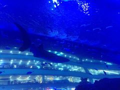 -成都浩海立方海洋公园