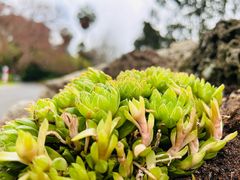 -墨尔本皇家植物园