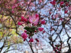 -莫愁湖公园