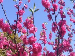 -南汇桃花村
