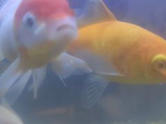 -华夏良子·足道SPA艾灸(王府井店)