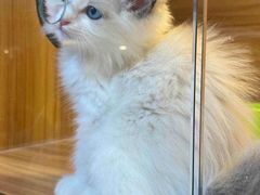 -猫十亿·布偶金渐层·曼基康矮脚猫舍(青年路店)
