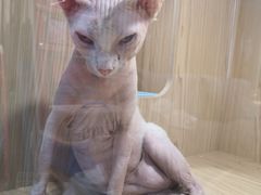 -屋虎猫馆(宝安大仟里店)