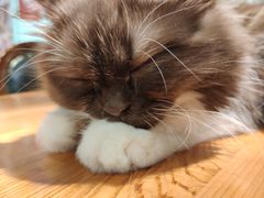 -猫小院猫主题餐厅(三里屯店)